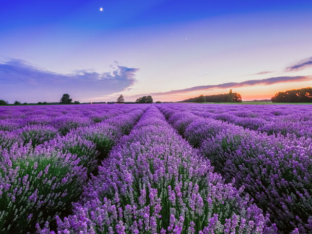 Ting å gjøre i midten av juli: ta en tur til Toscana regionen