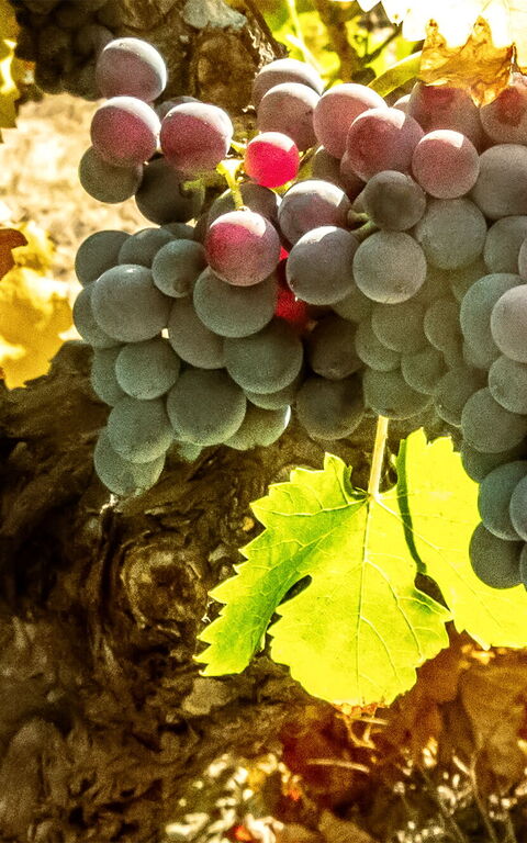 Innhøsting av vindruer i Toscana