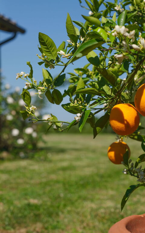 Pozzo Dei Desideri: Eksteriør, Hage, Utendørs