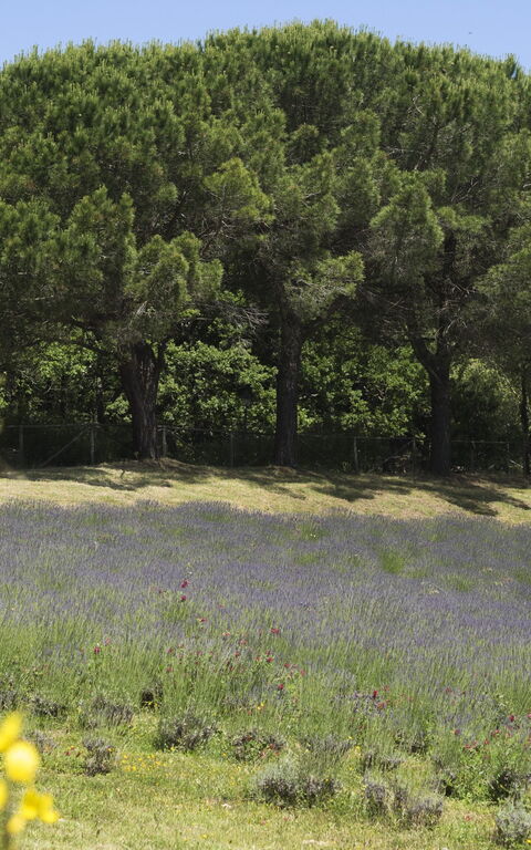 Cornocchio: Hage, Visningar