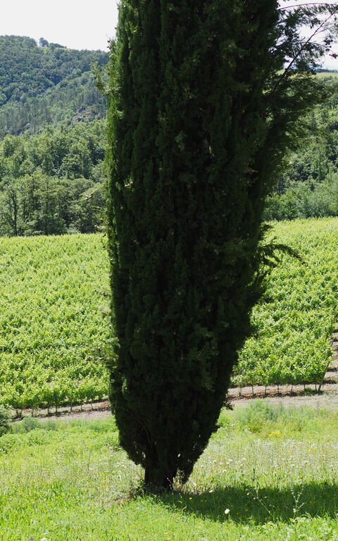 Cornocchio: Hage, Visningar