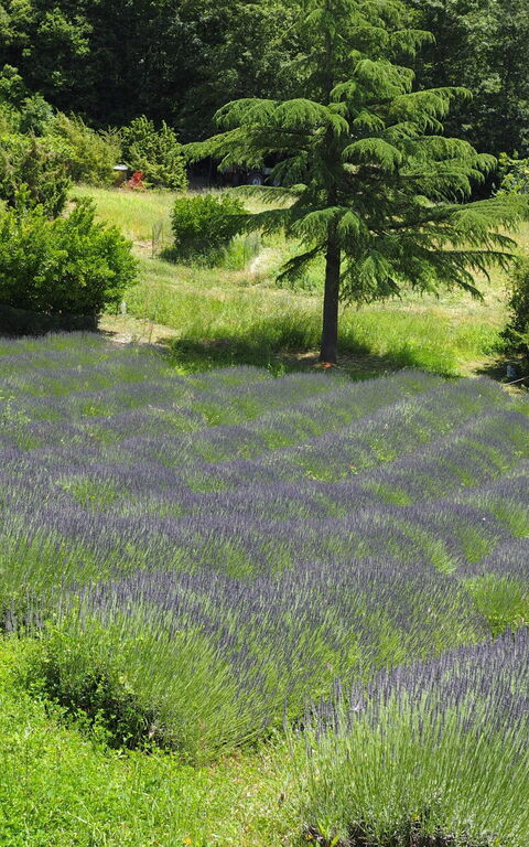 Cornocchio: Visningar