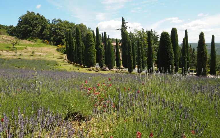 Cornocchio: Visningar