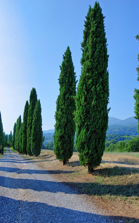 Casale Giulio: Visningar