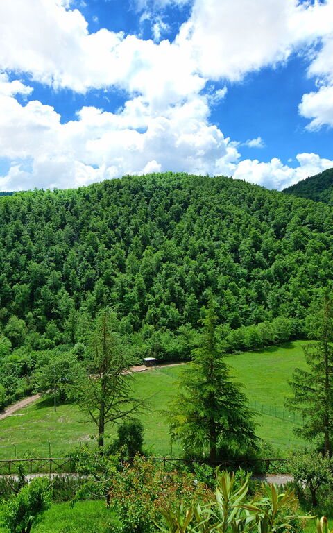 Villa Contessa: Hage