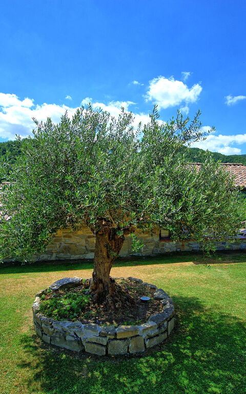 Villa Contessa: Eksteriør, Hage