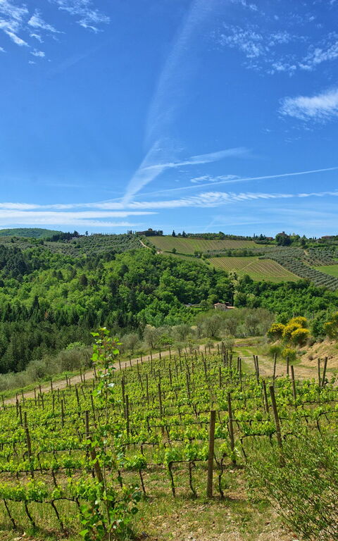 Villa Barbischio: Visningar