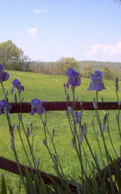 Ginestrella: Hage, Utendørs