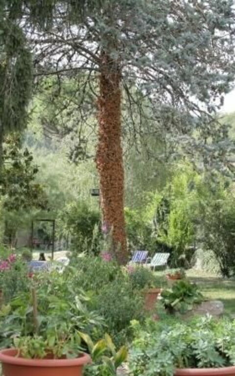 ***villa Contea: Hage, Utendørs