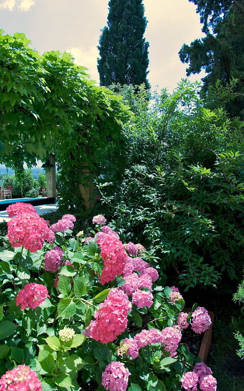 Villa Pedone: Hage, Utendørs