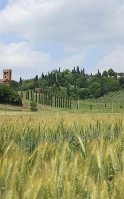 Villa Buonaparte: Visningar
