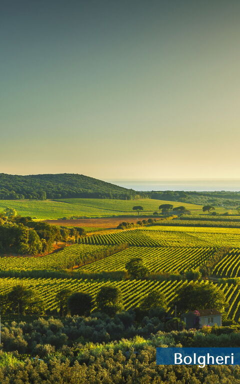 Guardistallo: Eksteriør, Visningar