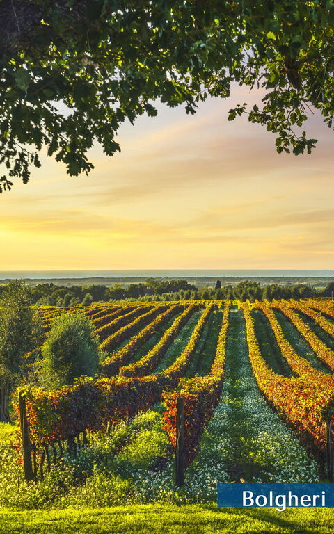 Guardistallo: Eksteriør, Visningar