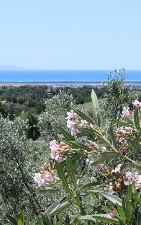 Guardistallo: Visningar