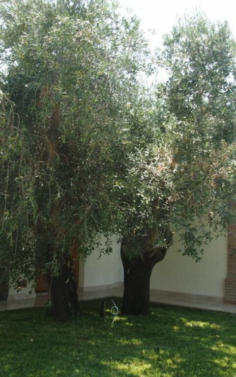 Villa Dei Cipressi: Eksteriør, Hage, Utendørs