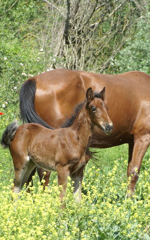 Le Querce Di Campocane: Hage