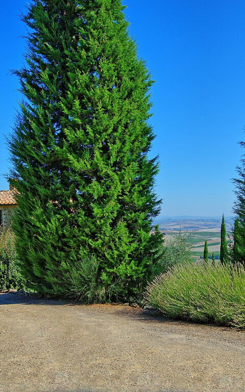 Villa Montalcino: Hage