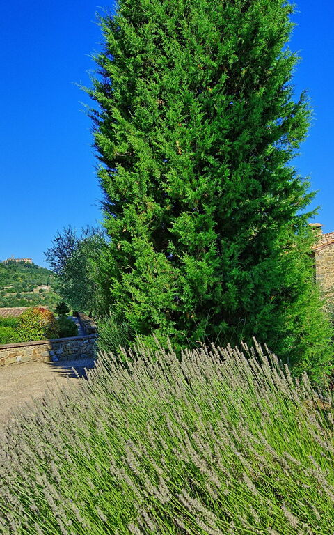 Villa Montalcino: Hage