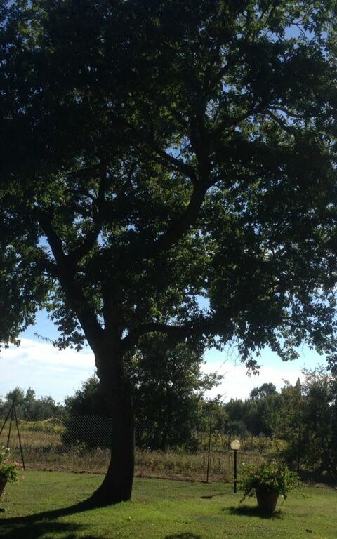 Casa Catia: Utendørs, Visningar