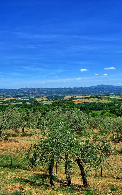 Casa Olivia: Visningar