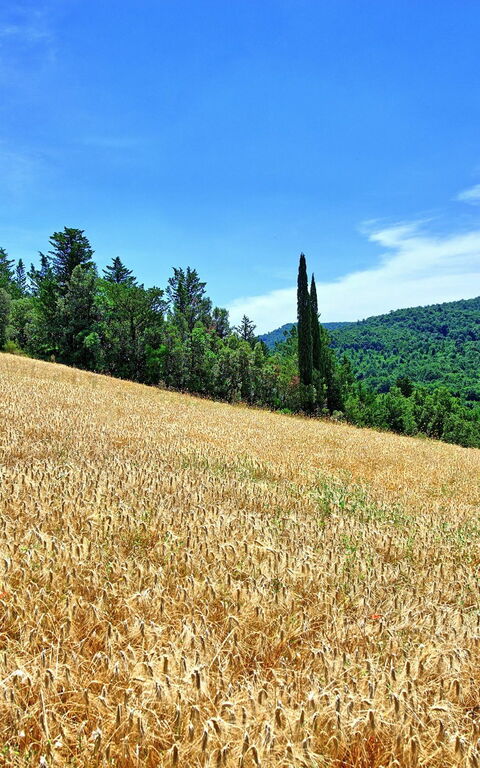 Villa Picchio: Hage, Utendørs
