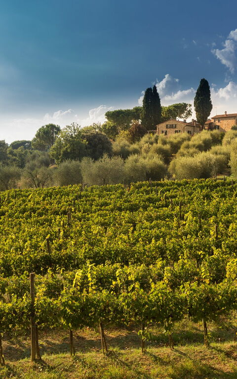 Villa Poggiospinoso: Visningar