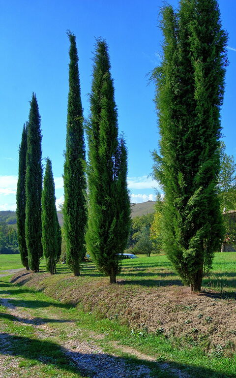 Villa Gualchiere: Hovedinngang