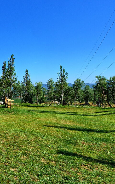 Il Sole Di Vino: Hage, Visningar