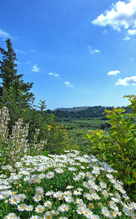 Villa Vicilla: Utendørs