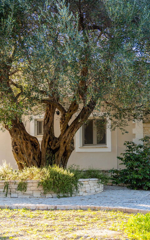 Villa Dimitris: Hage