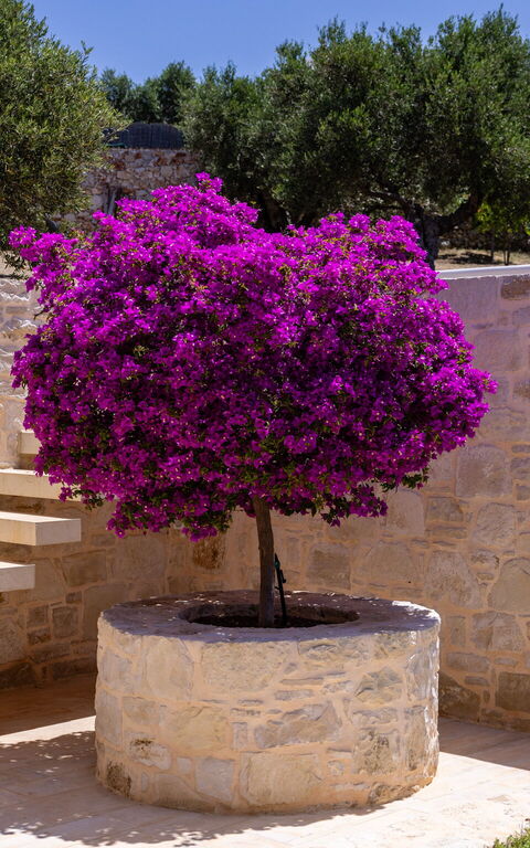 Villa Bluewhite: Hage, Utendørs