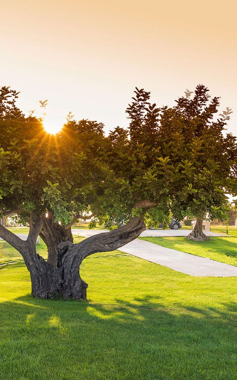 Villa Colleverde: Hage