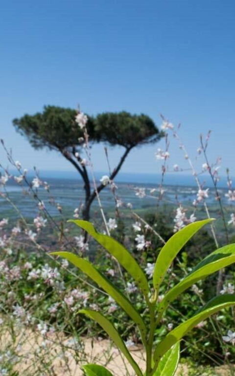 Casarosa Di Mariasole: Sommer, Utendørs