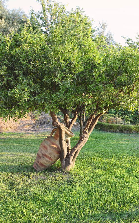 Villa Malu: Eksteriør, Hage, Utendørs