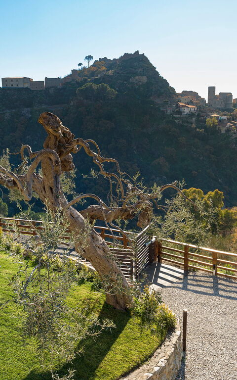 Zagara Bianca: Eksteriør, Hage, Utendørs, Visningar