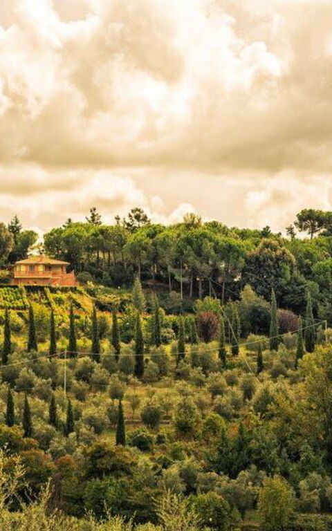 Leccino: Eksteriør, Utendørs, Visningar