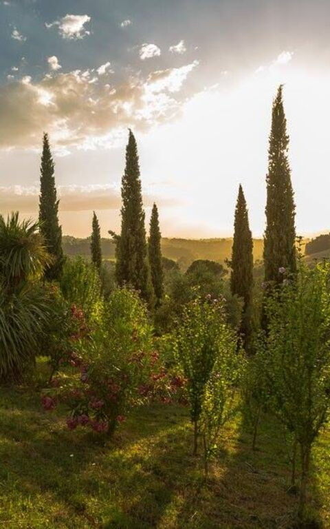 Leccino: Eksteriør, Hage, Utendørs, Visningar