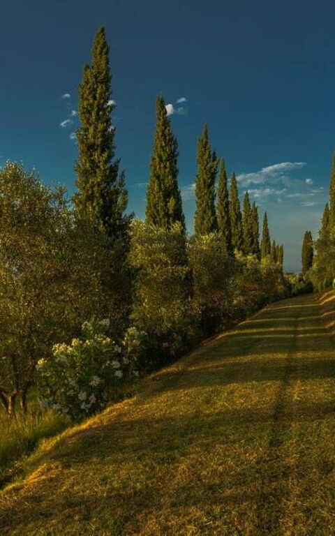 Leccino: Eksteriør, Hage, Utendørs, Visningar