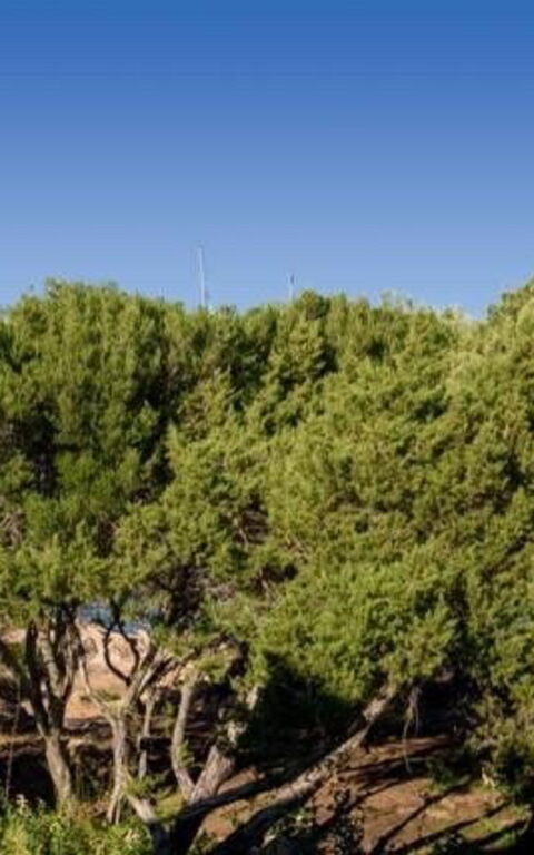 Lentischio: Visningar