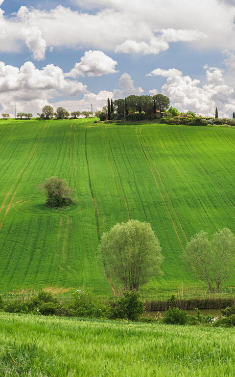 Villa la Contea: Visningar