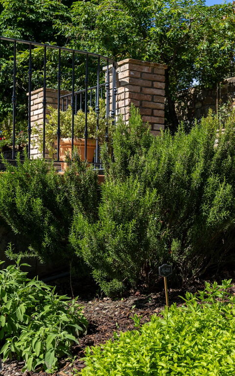 Tenuta Macericca: Eksteriør, Utendørs