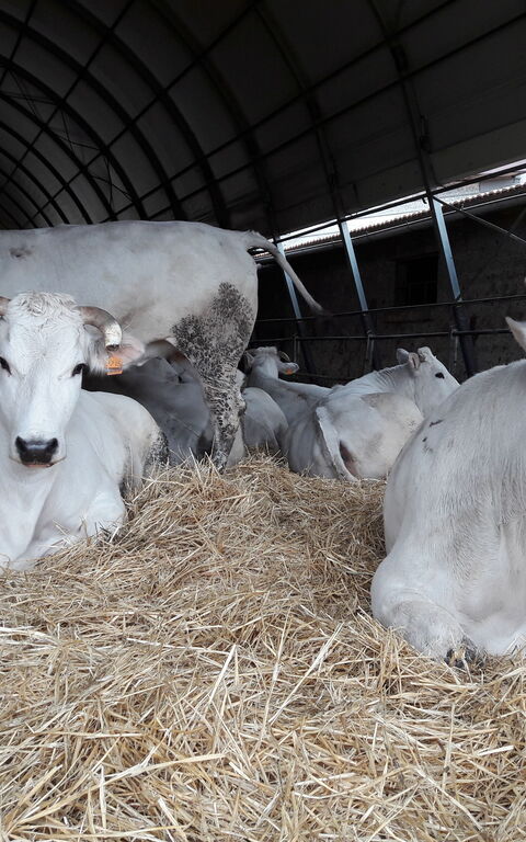 Podere Peteglia: Aktiviteter, Dyr