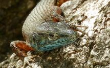 Bildet er lagt til av tidligere gjest på Beach Villa Joanna