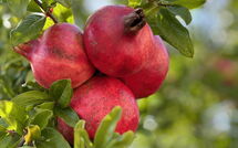 Bildet er lagt til av tidligere gjest på Casarosa di Mariasole