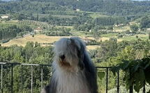 Bildet er lagt til av tidligere gjest på Villa Roberto