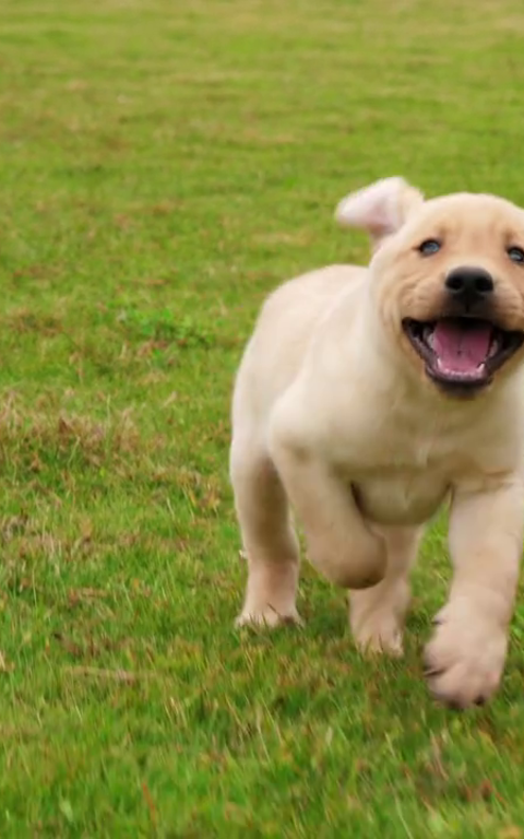 Kjæledyrvennlige feriehus - Ta med din hund på ferie